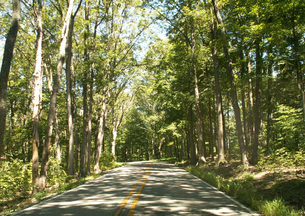 trees