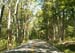 trees