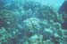 bluefish